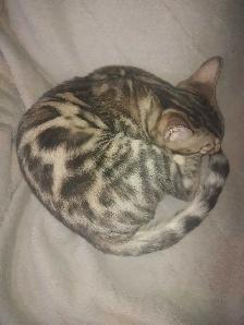 bébé bengal