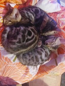 bébé bengal - Photo 2