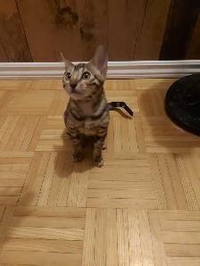 bébé bengal - Photo 3