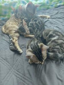 bébé bengal - Photo 5