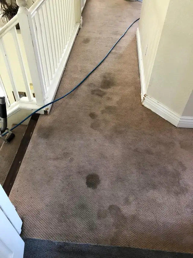 Professional Carpet & Upholstery Cleaning in GTA & Surrounding