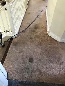 Professional Carpet & Upholstery Cleaning in GTA & Surrounding