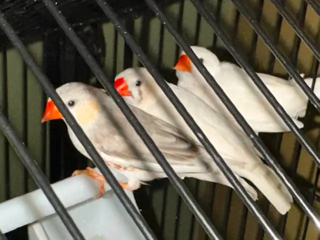 4 beaux petits pinson de 3 mois (2 femelles et 2 mâles)