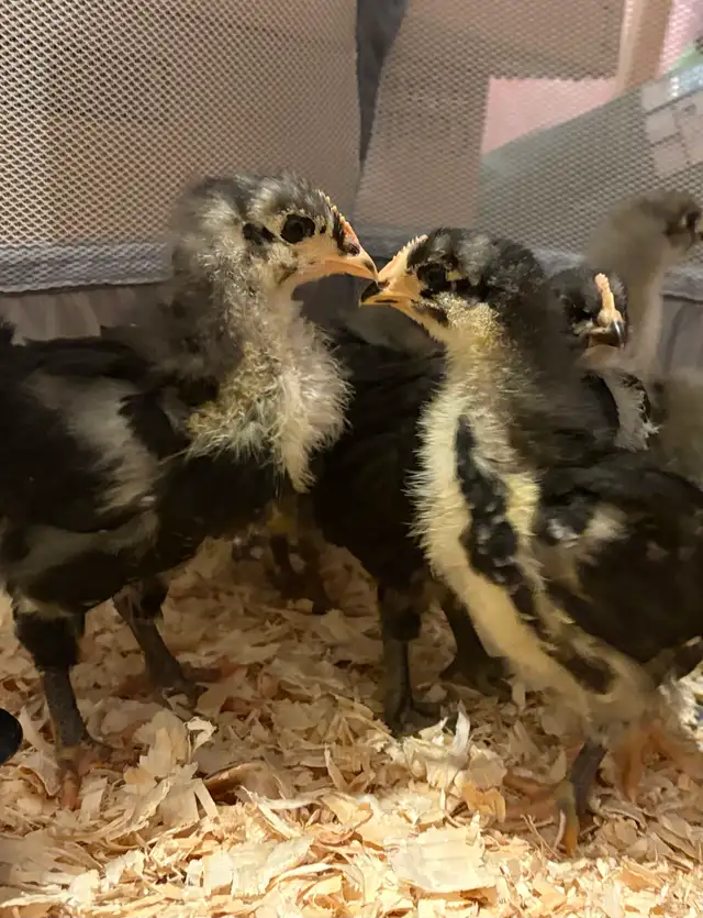 4 Week Old Jersey Giants Pullets