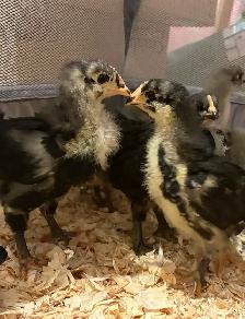 4 Week Old Jersey Giants Pullets