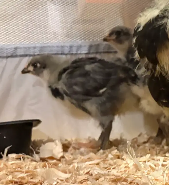 4 Week Old Jersey Giants Pullets - Photo 2