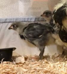 4 Week Old Jersey Giants Pullets - Photo 2