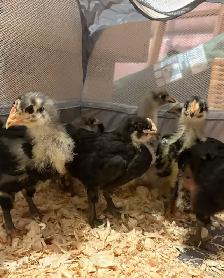 4 Week Old Jersey Giants Pullets - Photo 3