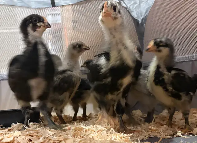 4 Week Old Jersey Giants Pullets - Photo 4
