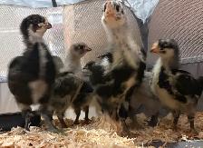 4 Week Old Jersey Giants Pullets - Photo 4