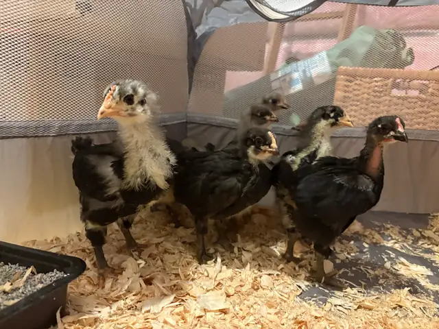 4 Week Old Jersey Giants Pullets - Photo 5
