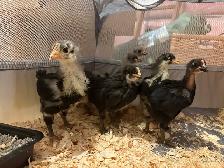 4 Week Old Jersey Giants Pullets - Photo 5