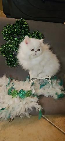 Exquisite Registered Persian Kittens - Photo 2