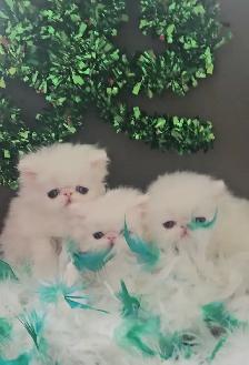 Exquisite Registered Persian Kittens - Photo 3