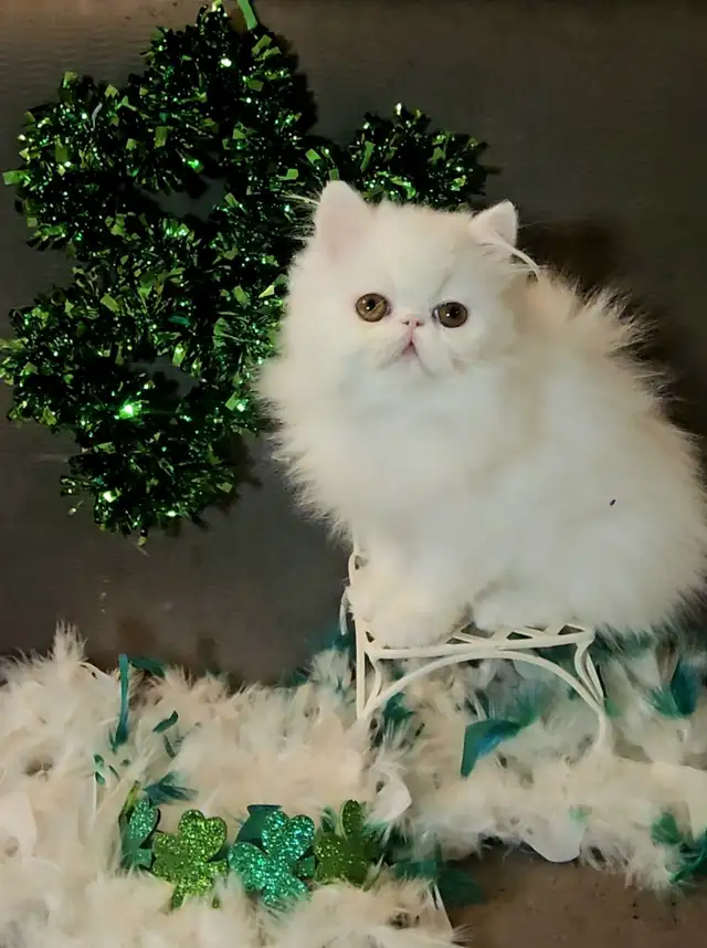 Stunning Registered Persian Kittens