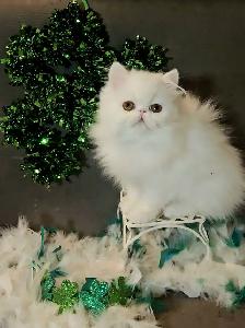 Stunning Registered Persian Kittens
