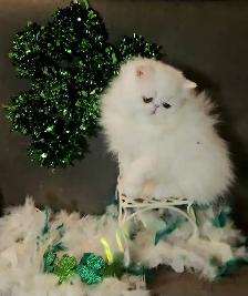 Stunning Registered Persian Kittens - Photo 2