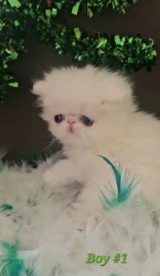 Stunning Registered Persian Kittens - Photo 3