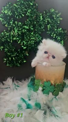 Stunning Registered Persian Kittens - Photo 4