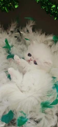 Stunning Registered Persian Kittens - Photo 5