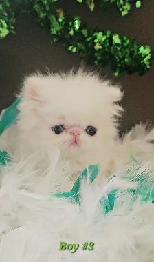 Stunning Registered Persian Kittens - Photo 7