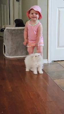 Stunning Registered Persian Kittens - Photo 9