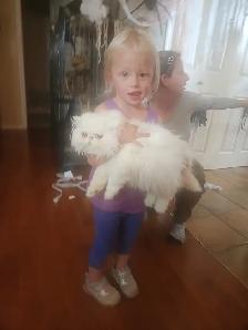 Stunning Registered Persian Kittens - Photo 10