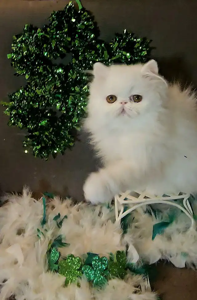 Quality Pedigreed Persian Kittens