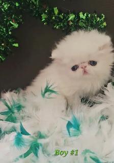 Quality Pedigreed Persian Kittens - Photo 4