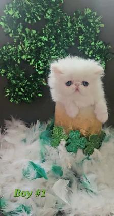 Quality Pedigreed Persian Kittens - Photo 5
