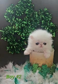 Quality Pedigreed Persian Kittens - Photo 7