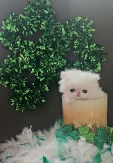 Quality Pedigreed Persian Kittens - Photo 9