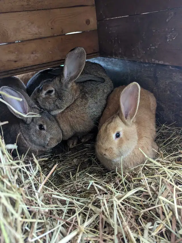 lapin geant des flandres