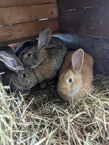 lapin geant des flandres