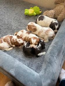 CAVAPOO MALE PUPPIES