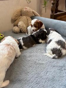 CAVAPOO MALE PUPPIES - Photo 2