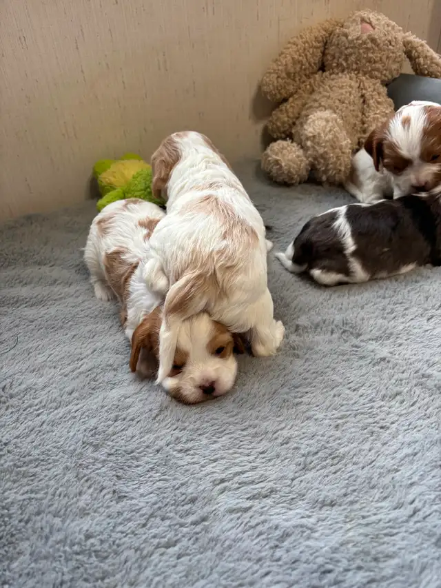 CAVAPOO MALE PUPPIES - Photo 3