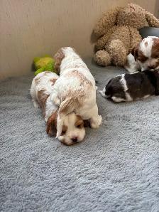 CAVAPOO MALE PUPPIES - Photo 3