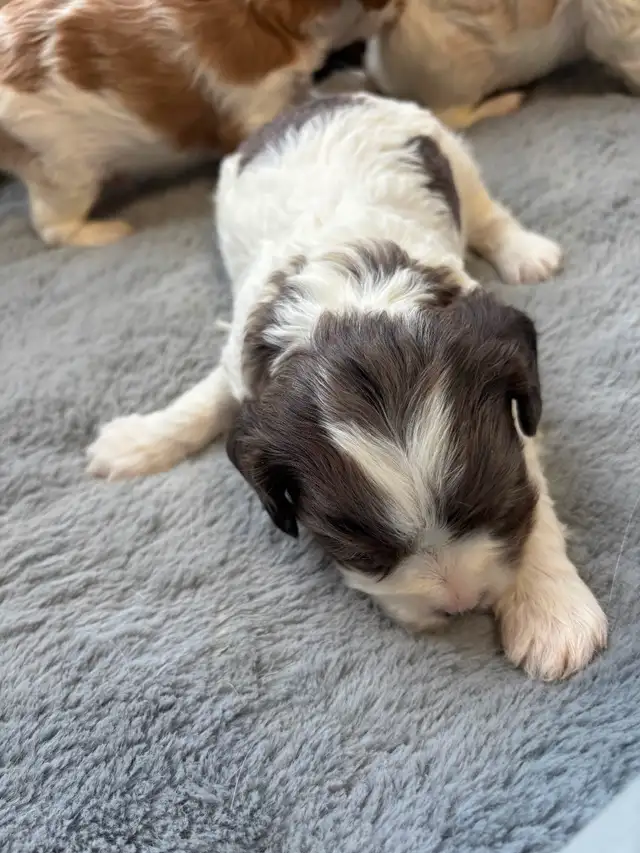 CAVAPOO MALE PUPPIES - Photo 4