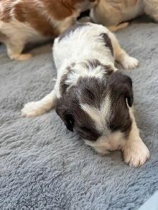 CAVAPOO MALE PUPPIES - Photo 4