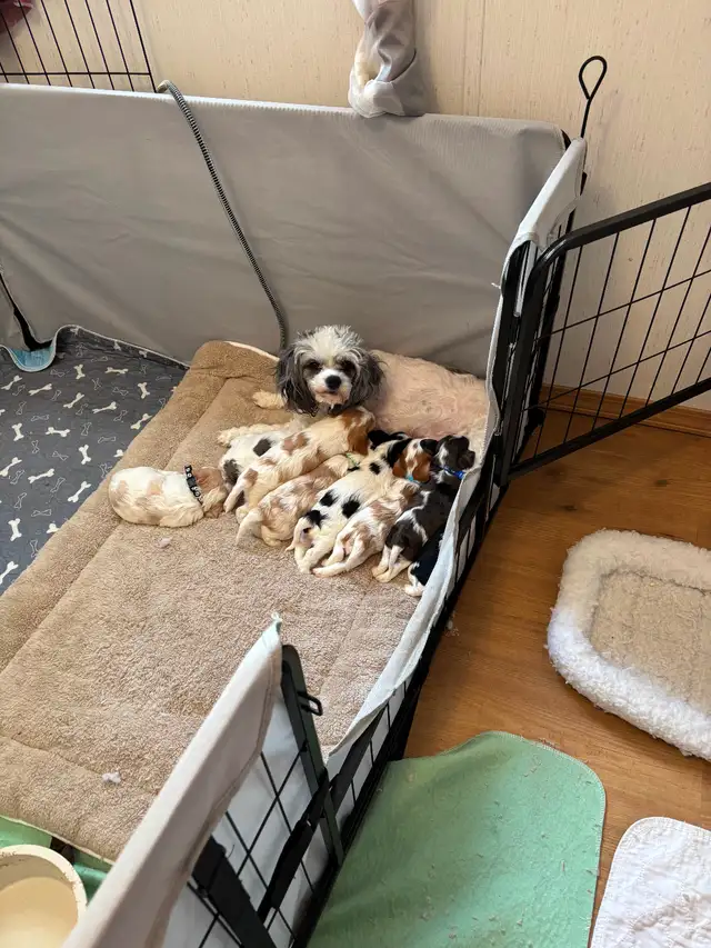 CAVAPOO MALE PUPPIES - Photo 5