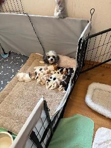 CAVAPOO MALE PUPPIES - Photo 5