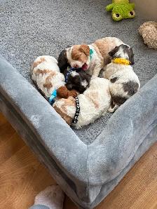 CAVAPOO MALE PUPPIES - Photo 6