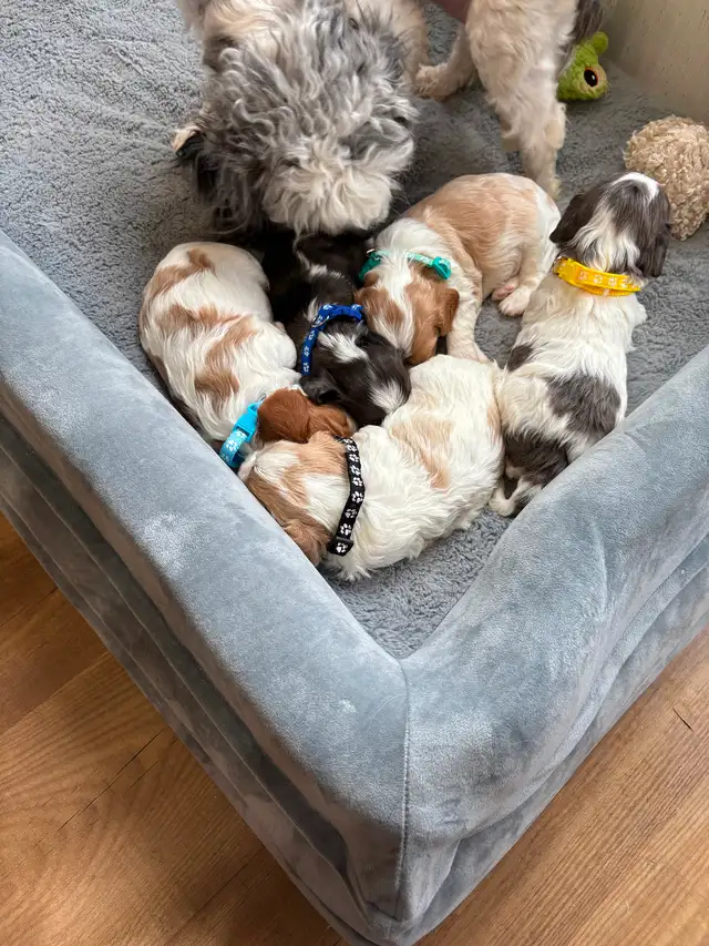 CAVAPOO MALE PUPPIES - Photo 7