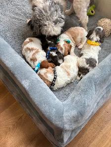 CAVAPOO MALE PUPPIES - Photo 7
