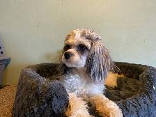 CAVAPOO MALE PUPPIES - Photo 10