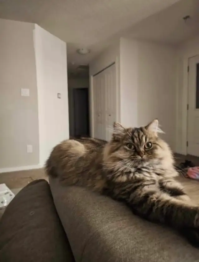 3 Year Old Doll Face Persian