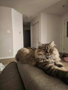 3 Year Old Doll Face Persian