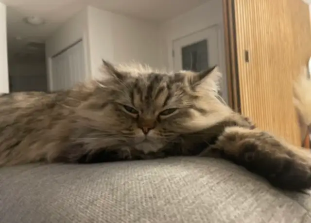 3 Year Old Doll Face Persian - Photo 2