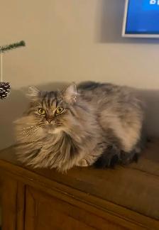 3 Year Old Doll Face Persian - Photo 3